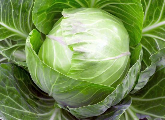 Cabbage