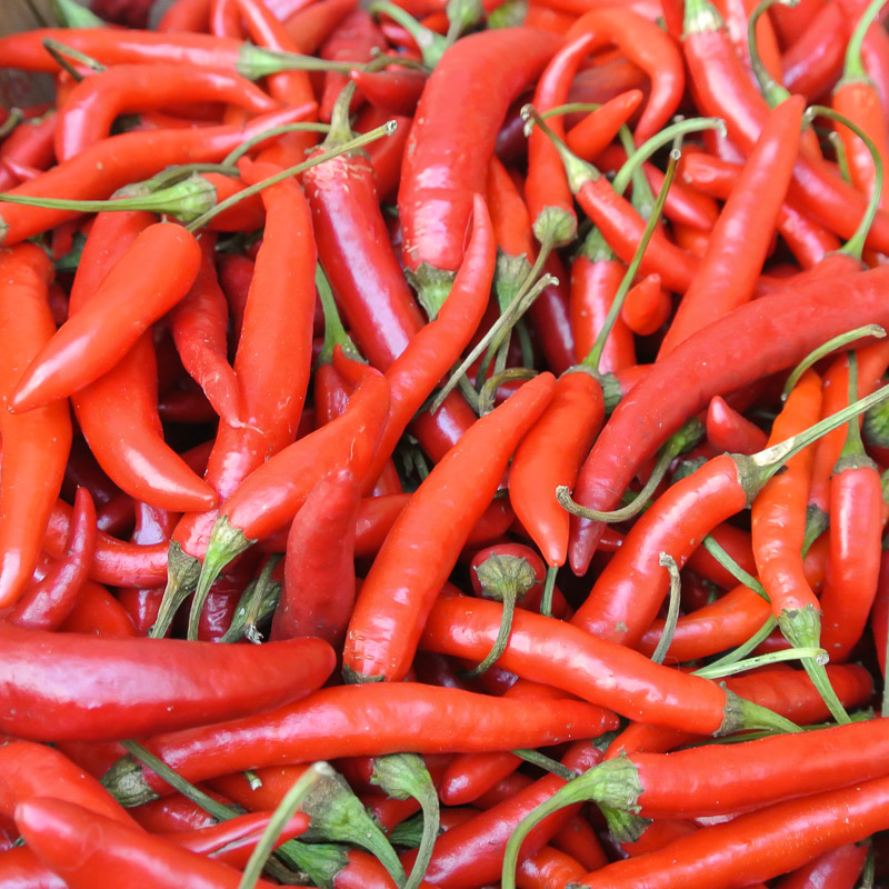 Hot Pepper