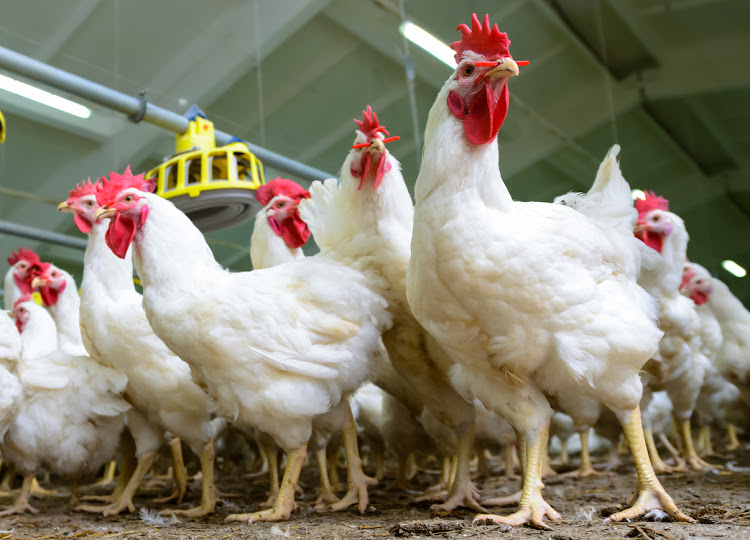 Modern chicken farm, production of white meat